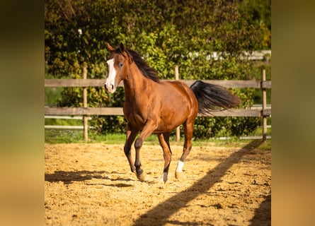 American Quarter Horse, Merrie, 2 Jaar, 142 cm, Bruin