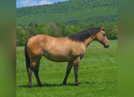 American Quarter Horse, Merrie, 2 Jaar, 142 cm, Falbe