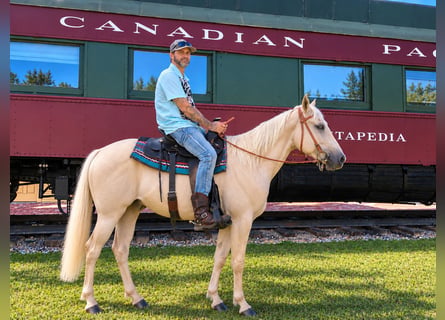 American Quarter Horse, Merrie, 2 Jaar, 142 cm, Palomino