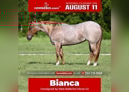 American Quarter Horse, Merrie, 2 Jaar, 147 cm, Roan-Red