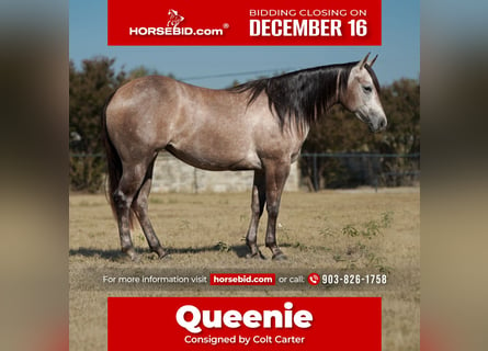 American Quarter Horse, Merrie, 2 Jaar, 147 cm, Schimmel