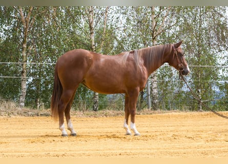 American Quarter Horse, Merrie, 2 Jaar, 149 cm, Donkere-vos