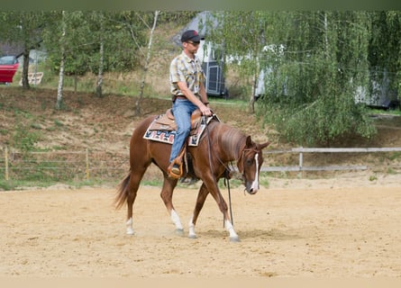 American Quarter Horse, Stute, 2 Jahre, 149 cm, Dunkelfuchs