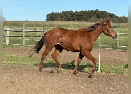 American Quarter Horse, Merrie, 2 Jaar, 150 cm, Donkere-vos