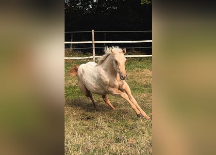 American Quarter Horse, Merrie, 2 Jaar, 150 cm, Palomino