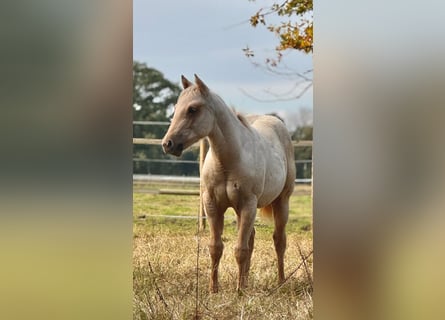 American Quarter Horse, Merrie, 2 Jaar, 150 cm