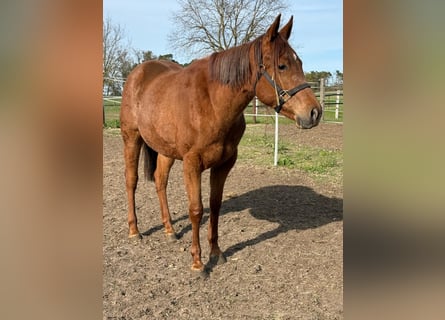 American Quarter Horse, Merrie, 2 Jaar, 150 cm, Vos