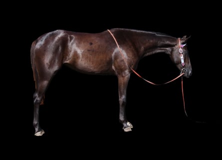 American Quarter Horse, Merrie, 2 Jaar, 150 cm, Zwart