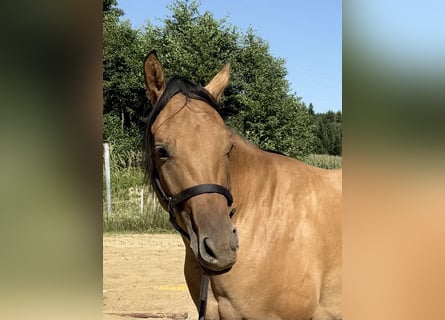 American Quarter Horse, Merrie, 2 Jaar, 152 cm, Falbe