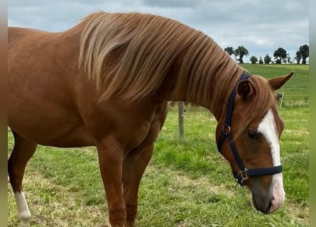 American Quarter Horse, Merrie, 2 Jaar, 152 cm, Vos