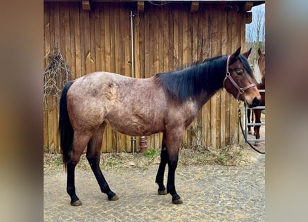 American Quarter Horse, Merrie, 2 Jaar, 154 cm, Roan-Bay