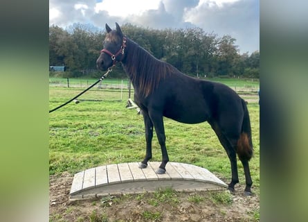 American Quarter Horse, Merrie, 2 Jaar, 155 cm, Zwart