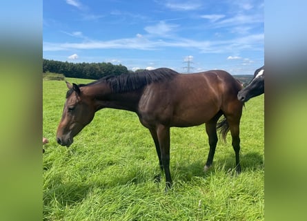 American Quarter Horse, Merrie, 2 Jaar, 158 cm, Donkerbruin