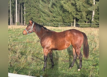 American Quarter Horse, Merrie, 2 Jaar, 160 cm, Bruin