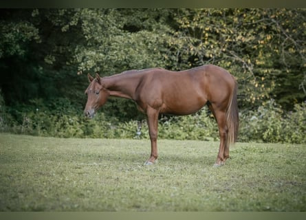 American Quarter Horse, Merrie, 2 Jaar, Donkere-vos