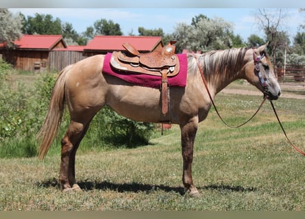 American Quarter Horse, Merrie, 2 Jaar, Falbe