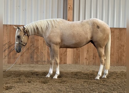 American Quarter Horse, Merrie, 2 Jaar, Palomino