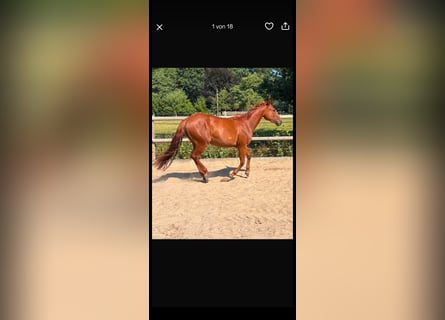 American Quarter Horse, Merrie, 2 Jaar, Vos