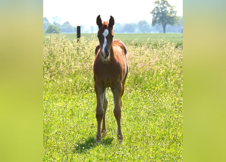 American Quarter Horse, Merrie, 2 Jaar, Vos