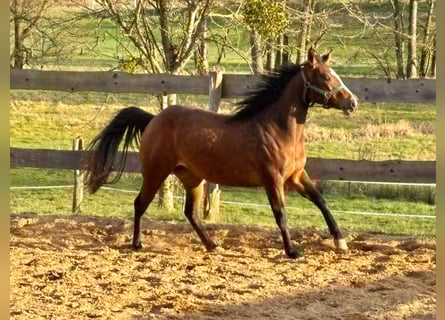 American Quarter Horse, Merrie, 3 Jaar, 140 cm, Bruin