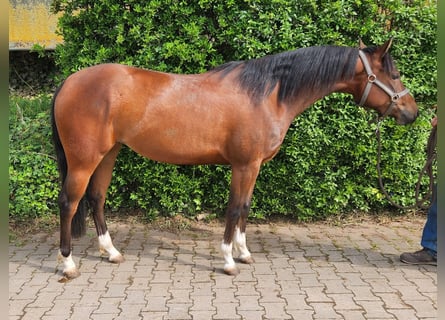 American Quarter Horse, Merrie, 3 Jaar, 145 cm, Bruin