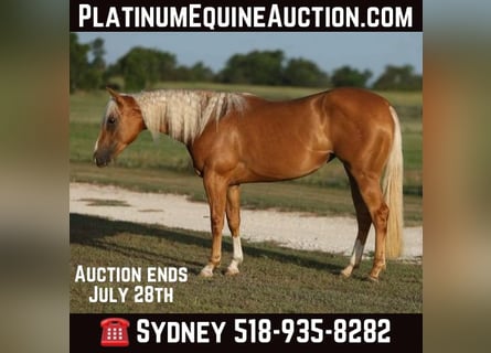 American Quarter Horse, Merrie, 3 Jaar, 145 cm, Palomino