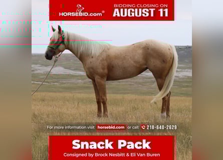 American Quarter Horse, Merrie, 3 Jaar, 147 cm, Palomino