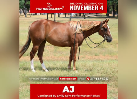 American Quarter Horse, Merrie, 3 Jaar, 147 cm, Roodvos