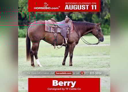 American Quarter Horse, Merrie, 3 Jaar, 147 cm, Roodvos