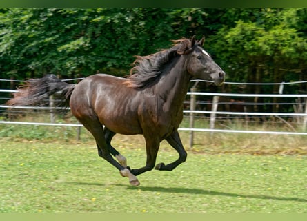 American Quarter Horse, Merrie, 3 Jaar, 147 cm, Zwart