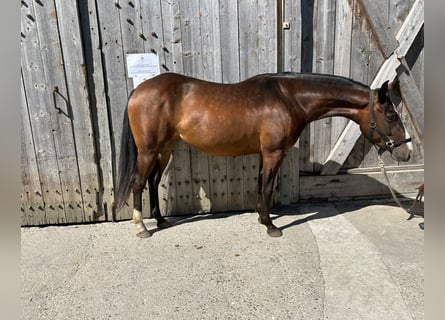 American Quarter Horse, Merrie, 3 Jaar, 148 cm