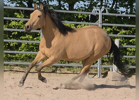 American Quarter Horse, Merrie, 3 Jaar, 149 cm, Buckskin