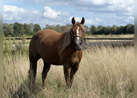 American Quarter Horse, Merrie, 3 Jaar, 149 cm, Vos