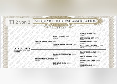 American Quarter Horse, Merrie, 3 Jaar, 149 cm, Vos