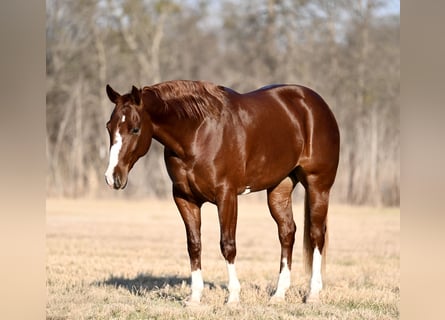 American Quarter Horse, Merrie, 3 Jaar, 150 cm, Donkere-vos