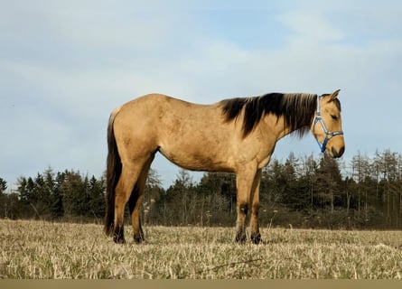 American Quarter Horse, Merrie, 3 Jaar, 150 cm, Dunalino