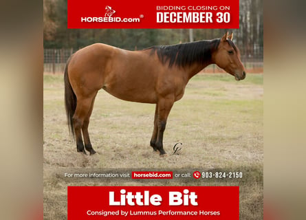 American Quarter Horse, Merrie, 3 Jaar, 150 cm, Falbe