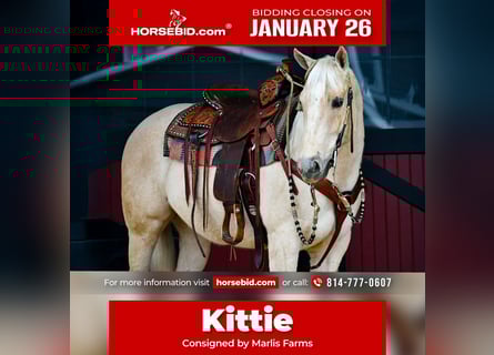 American Quarter Horse, Merrie, 3 Jaar, 150 cm, Palomino