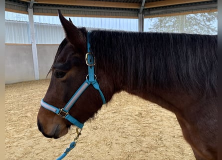 American Quarter Horse, Merrie, 3 Jaar, 150 cm, Roan-Bay