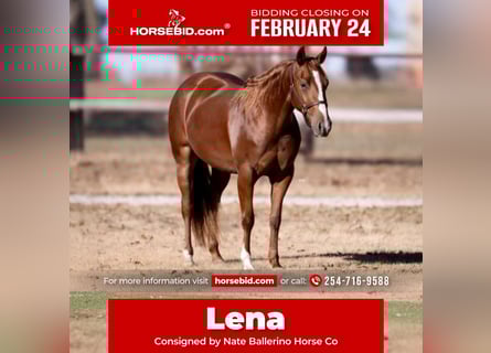 American Quarter Horse, Merrie, 3 Jaar, 150 cm, Roodvos