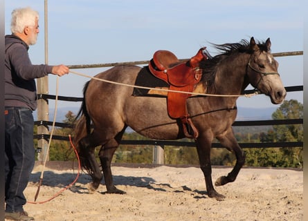 American Quarter Horse, Merrie, 3 Jaar, 150 cm, Schimmel