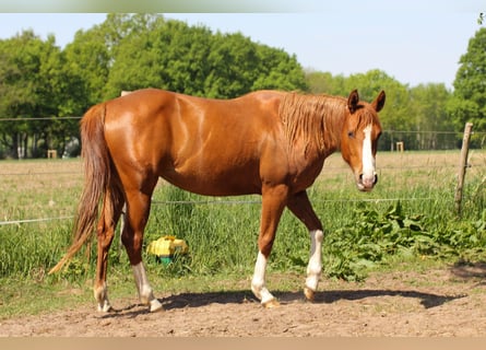 American Quarter Horse, Merrie, 3 Jaar, 150 cm, Vos