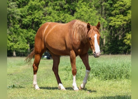 American Quarter Horse, Merrie, 3 Jaar, 150 cm, Vos