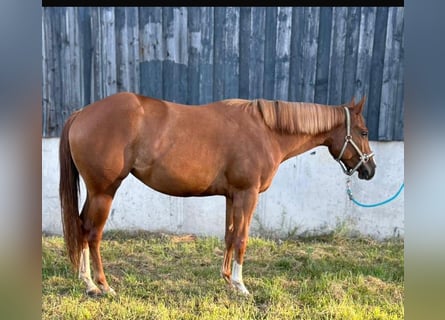 American Quarter Horse, Merrie, 3 Jaar, 150 cm, Vos