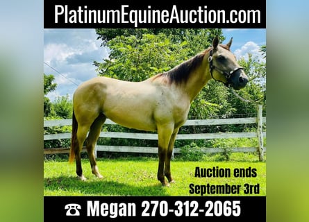 American Quarter Horse, Merrie, 3 Jaar, 152 cm, Buckskin
