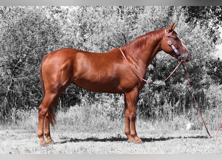 American Quarter Horse, Merrie, 3 Jaar, 152 cm, Roodvos