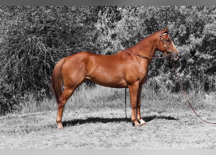 American Quarter Horse, Merrie, 3 Jaar, 152 cm, Roodvos