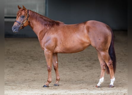American Quarter Horse, Merrie, 3 Jaar, 152 cm, Vos