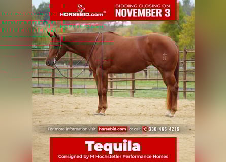 American Quarter Horse, Merrie, 3 Jaar, 155 cm, Roodvos