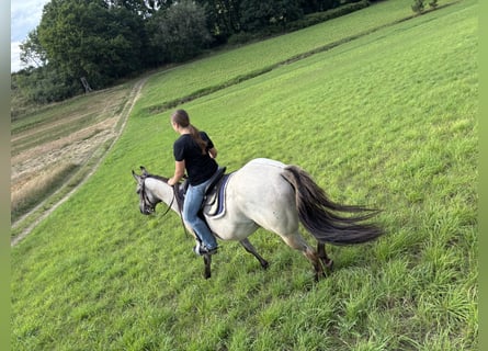 American Quarter Horse, Merrie, 3 Jaar, 156 cm, Grullo